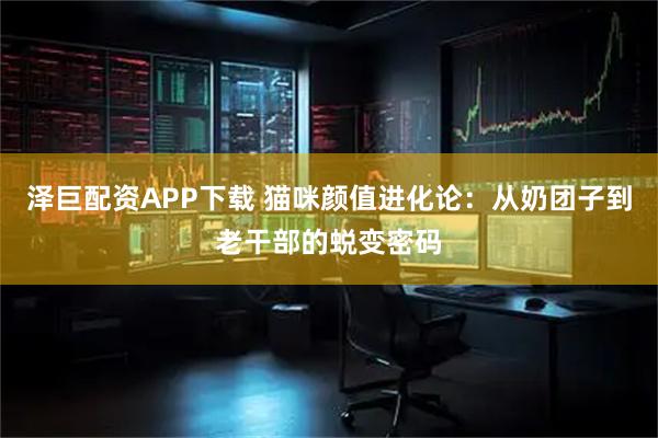泽巨配资APP下载 猫咪颜值进化论：从奶团子到老干部的蜕变密码
