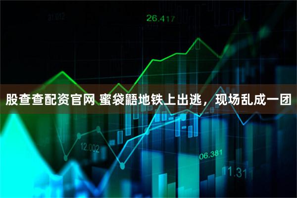 股查查配资官网 蜜袋鼯地铁上出逃，现场乱成一团